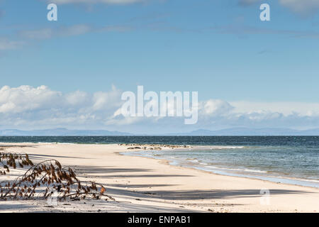 Culbin Sands sul Moray Firth in Scozia. Foto Stock