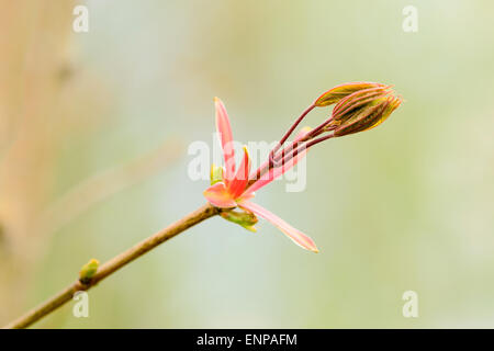 Giovane e fresco (acero acer) lascia solo uscita a scatto del bocciolo in erly molla. Il sottofondo. Foto Stock