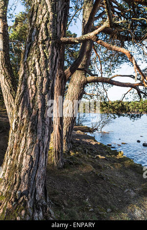 Pino silvestre a Loch un Eilein nel Parco Nazionale di Cairngorms della Scozia. Foto Stock