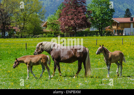 Rapporto tra il mare e il puledro sono estremamente importanti per il legame e funziona come una discendenza materna Foto Stock