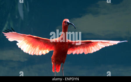 Sichuan, in Cina. 09 Maggio, 2015. Un Scarlet Ibis (Eudocimus ruber) svolge nel giardino zoologico a Chengdu nella provincia di Sichuan, sud-ovest della Cina il 9 maggio 2015. Credito: Panda occhio/Alamy Live News Foto Stock