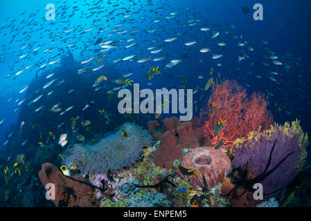 Raja Ampat paesaggio subacqueo con colorati coralli molli, acqua chiara e piccoli pesci corallo Foto Stock