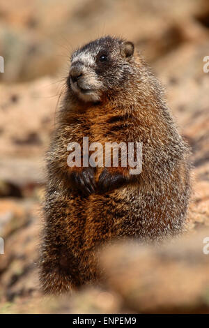 Una Marmotta di ventre giallo in attesa tra le rocce. Foto Stock