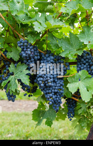 Primo piano di un grande mucchio di vino rosso vigneto uva durante il giorno Foto Stock