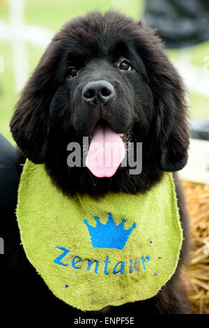 Cucciolo di Terranova ritratto a soli Springers Rescue dog show in Reigate, Surrey, Inghilterra Foto Stock