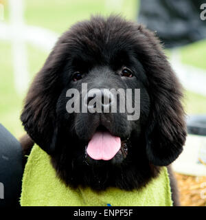Cucciolo di Terranova ritratto a soli Springers Rescue dog show in Reigate, Surrey, Inghilterra Foto Stock