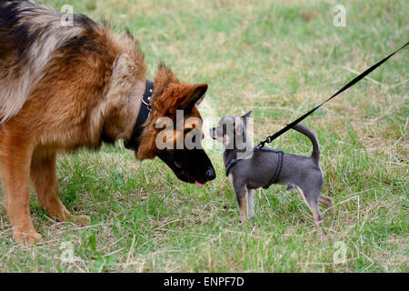 Pastore Tedesco e chihuahua cani lo sniffing di ogni altri volti a soli Springers Rescue dog show in Reigate, Surrey, Inghilterra Foto Stock