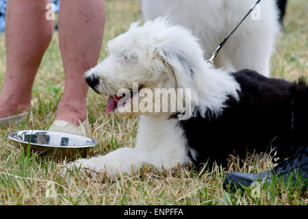 Old English Sheepdog cucciolo a soli Springers Rescue dog show in Reigate, Surrey, Inghilterra Foto Stock