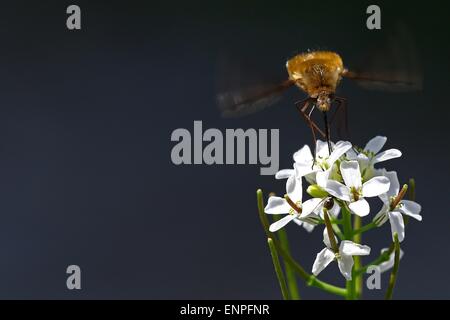 Hummingbird moth alimentazione su fiori bianchi Foto Stock