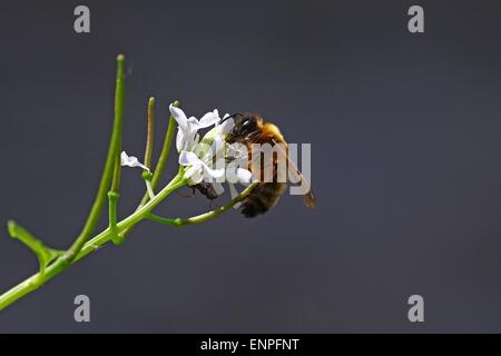 Honeybee con ant su un fiore bianco Foto Stock