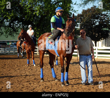 Louisville, KY, Stati Uniti d'America. 8 Maggio, 2015. Maggio 08, 2015 American Faraone (destra) restituito al galoppo a Churchill Downs dopo la sua vittoria nel 2015 Kentucky Derby. Egli è stato guidato dal suo esercizio pilota Georgie Alvarez. Egli è puntato verso il Preakness Stakes di Pimlico sulla maggio 16. Stablemate Dortmund è mostrato sulla sinistra con rider Dana Barnes. Proprietario Zayat maneggio, trainer Bob Baffert. Da Pioneerof Nilo x Littleprincessemma (Yankee gentiluomo.) Credito: Maria M. Meeke/ESW/CSM/Alamy Live News Foto Stock