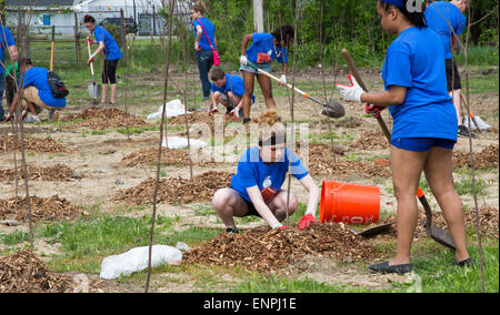 Detroit, Michigan STATI UNITI D'AMERICA - Alta scuola gli studenti, membri dell'FFA educazione agricola organizzazione, unisciti ai volontari di piantare 5.000 tulip sugli alberi di pioppo. La semina è stata parte dei boschi Hantz' piano per sviluppare un 150-acro urban tree farm su terreno vacante. Detroit ha perso quasi i due terzi della sua popolazione dal 1950, lasciando migliaia di acri di terreno aperto per agricoltura urbana. Foto Stock