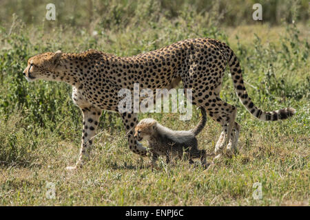 Madre di ghepardo a piedi con cub, Tanzania. Foto Stock