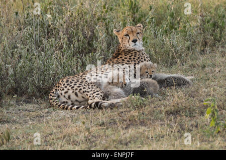 Madre ghepardo cuccioli di infermieristica, Ndutu, Tanzania. Foto Stock