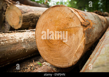 Tronchi di albero Foto Stock