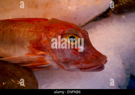 Cappone rosso (Chelidonichthys Cuculus) su ghiaccio a un francese di mercato del pesce, Brie-Compte-Robert, Francia Foto Stock