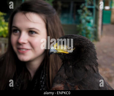 Ragazza con un' Harris Hawk [Parabuteo Unicinctus] Foto Stock