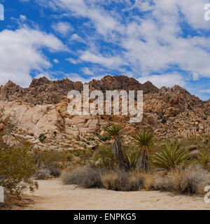 Indian Cove Sentiero Natura, Joshua Tree National Park, California USA Foto Stock