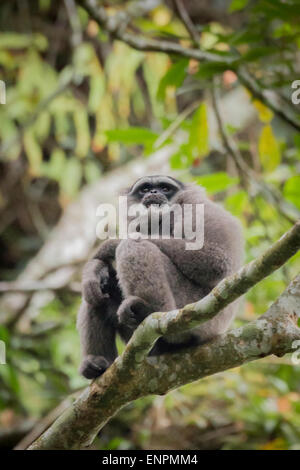 Ritratto di un gibbone Javan (Moloch Hylobates, gibbone argenteo) nel Parco Nazionale di Gunung Halimun Salak a Giava Occidentale, Indonesia. Foto Stock