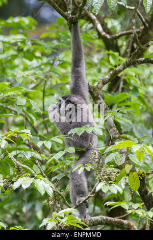 Un gibbone Javan (Hylobates moloch, gibbone argenteo) che foraging in Gunung Halimun Salak National Park a West Java, Indonesia. Foto Stock