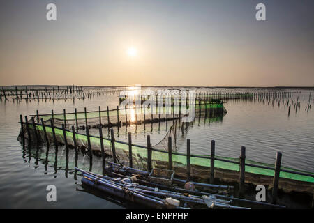 Bel tramonto in Oyster Farm per adv o altri usi Foto Stock