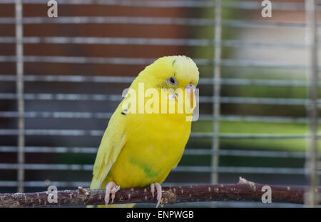 Budgie giallo Foto Stock