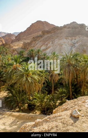 Oasi di montagna Chebika, Tunisia Foto Stock