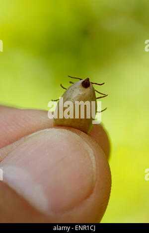 Segno di spunta. Foto Stock