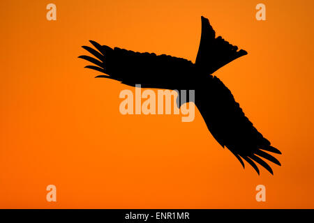 Silhouette di un Nibbio reale (Milvus milvus) in volo Foto Stock