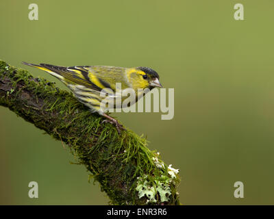 Eurasian Lucherino (Carduelis spinus) su un pesce persico di muschio, REGNO UNITO Foto Stock