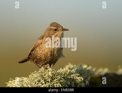 Shetland wren su una pietra di muschio Foto Stock