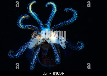 Un bobtail squid nella colonna d'acqua durante una immersione notturna Foto Stock