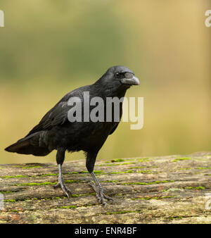 Carrion crow su un tronco di albero Foto Stock