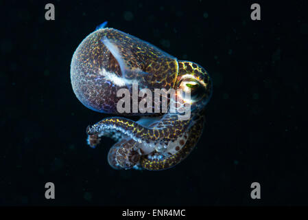 Un bobtail squid nella colonna d'acqua durante una immersione notturna Foto Stock