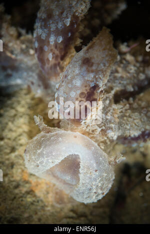 Un melibe nudibranch durante una immersione notturna AD AMBON Foto Stock