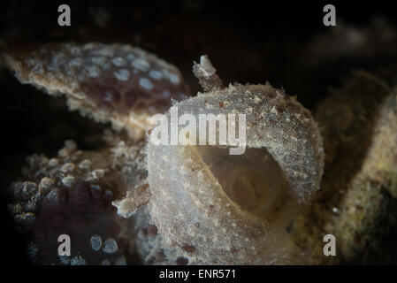 Un melibe nudibranch durante una immersione notturna AD AMBON Foto Stock