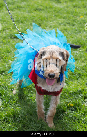 Londra, Regno Unito. Il 10 maggio 2015. Alcuni cani e proprietari vestite per l'evento. Battersea cani e gatti Casa ha ospitato il suo primo cane fangoso sfida dando ai proprietari la possibilità di mettere alla prova la loro idoneità e affrontare gli ostacoli fianco a fianco con i loro amici a quattro zampe in Brockwell Park, Londra del sud. 191 cani e 260 corridori hanno preso parte per raccogliere fondi per Battersea cani e gatti Casa. Foto: Nick Savage/Alamy Live News. Foto Stock