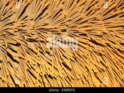 Fibra sulla macchina di pulizia stradale closeup Foto Stock