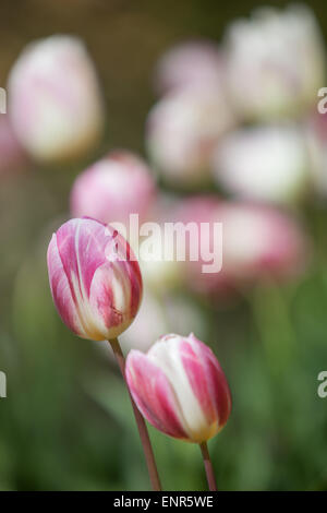 I tulipani al sole su una giornata d'estate nel giardino ornamentale ad Alnwick giardino, Northumberland Foto Stock