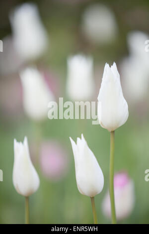 I tulipani al sole su una giornata d'estate nel giardino ornamentale ad Alnwick giardino, Northumberland Foto Stock