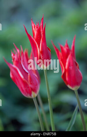 I tulipani al sole su una giornata d'estate nel giardino ornamentale ad Alnwick giardino, Northumberland Foto Stock