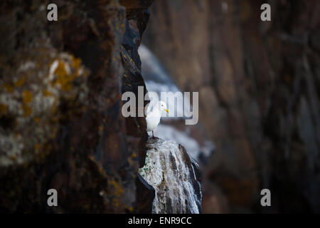 Uccelli di mare pirched sui loro nidi su un imponente scogliera sopra il mare del Nord nei pressi di Craster, Northumberland Foto Stock