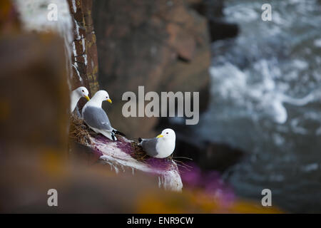 Uccelli di mare pirched sui loro nidi su un imponente scogliera sopra il mare del Nord nei pressi di Craster, Northumberland Foto Stock