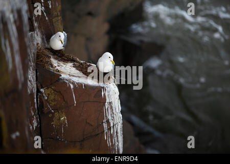 Uccelli di mare pirched sui loro nidi su un imponente scogliera sopra il mare del Nord nei pressi di Craster, Northumberland Foto Stock