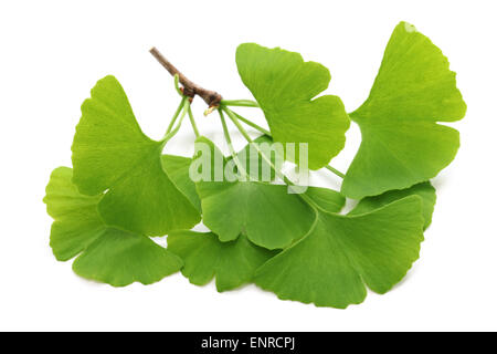 Foglie di ginkgo biloba isolati su sfondo bianco Foto Stock