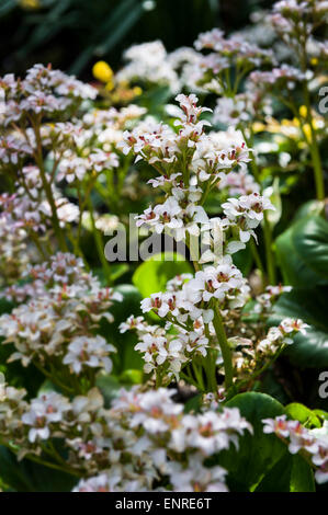 Bergenia Bressingham White Foto Stock