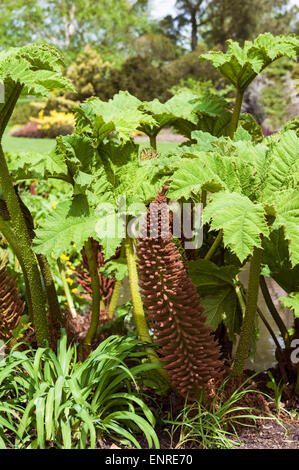 Gunnera Manicata, Gunneraceae Foto Stock