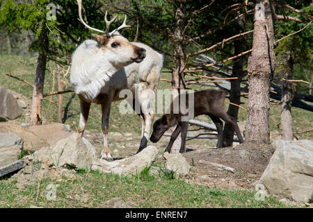 Una madre caribù e vitello. Foto Stock