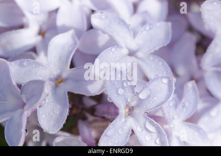 Primo piano di fiori lilla con gocce d'acqua soft focus Foto Stock