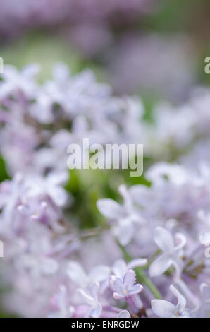 Primo piano di fiori lilla con gocce d'acqua soft focus Foto Stock